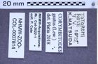 Etiketten zu Corymbitodes gratus (Lewis, 1894) (NHMW-ZOO-COL-0007814)